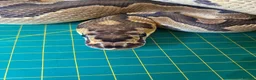 Python Snake reptiles for sale: Male clown royal python poss het albino  - Advert 1