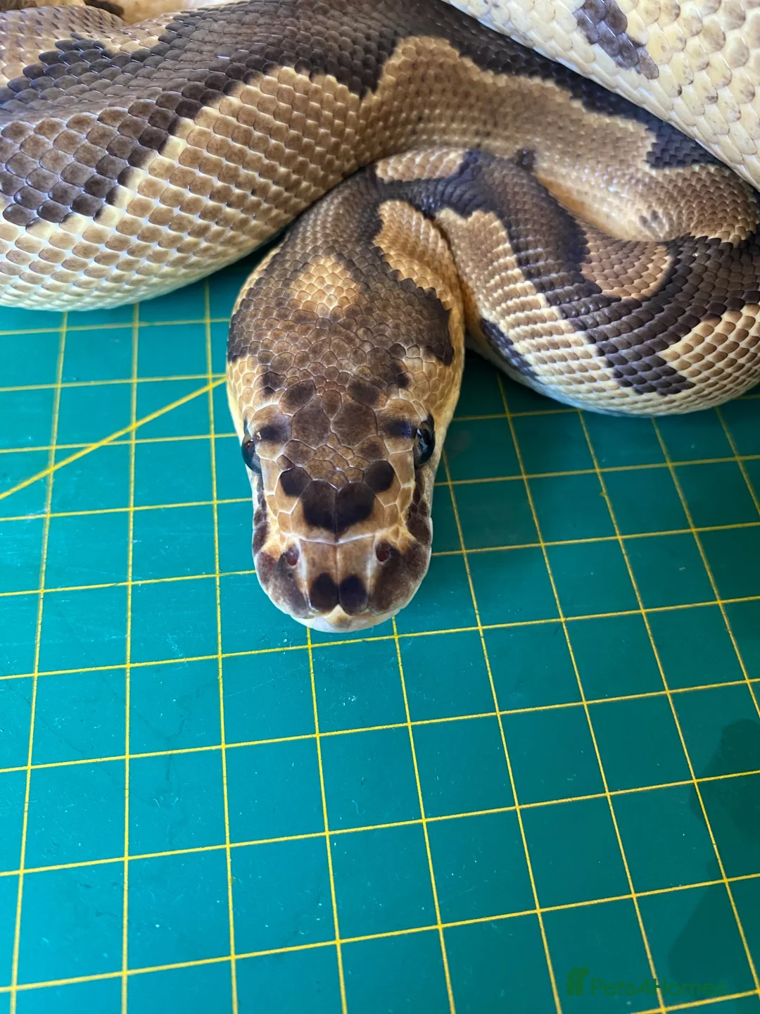 Python Snake reptiles for sale: Male clown royal python poss het albino  - Advert 1