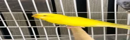 Budgerigars birds for sale: 5 budgies WITH CAGE birds for sale  in Barking - Advert 5