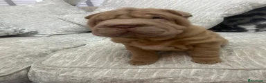 Shar Pei 1