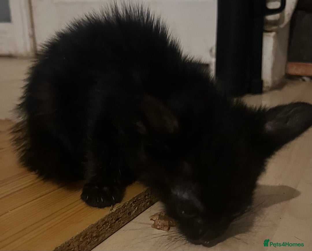 Mixed Breed cats for sale: Beautiful kittens  - Image 12