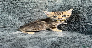 Mixed Breed cats - Advert 4