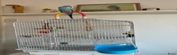 Budgerigars birds for sale: Hand tame baby male blue budgie cage food extras - Advert 5