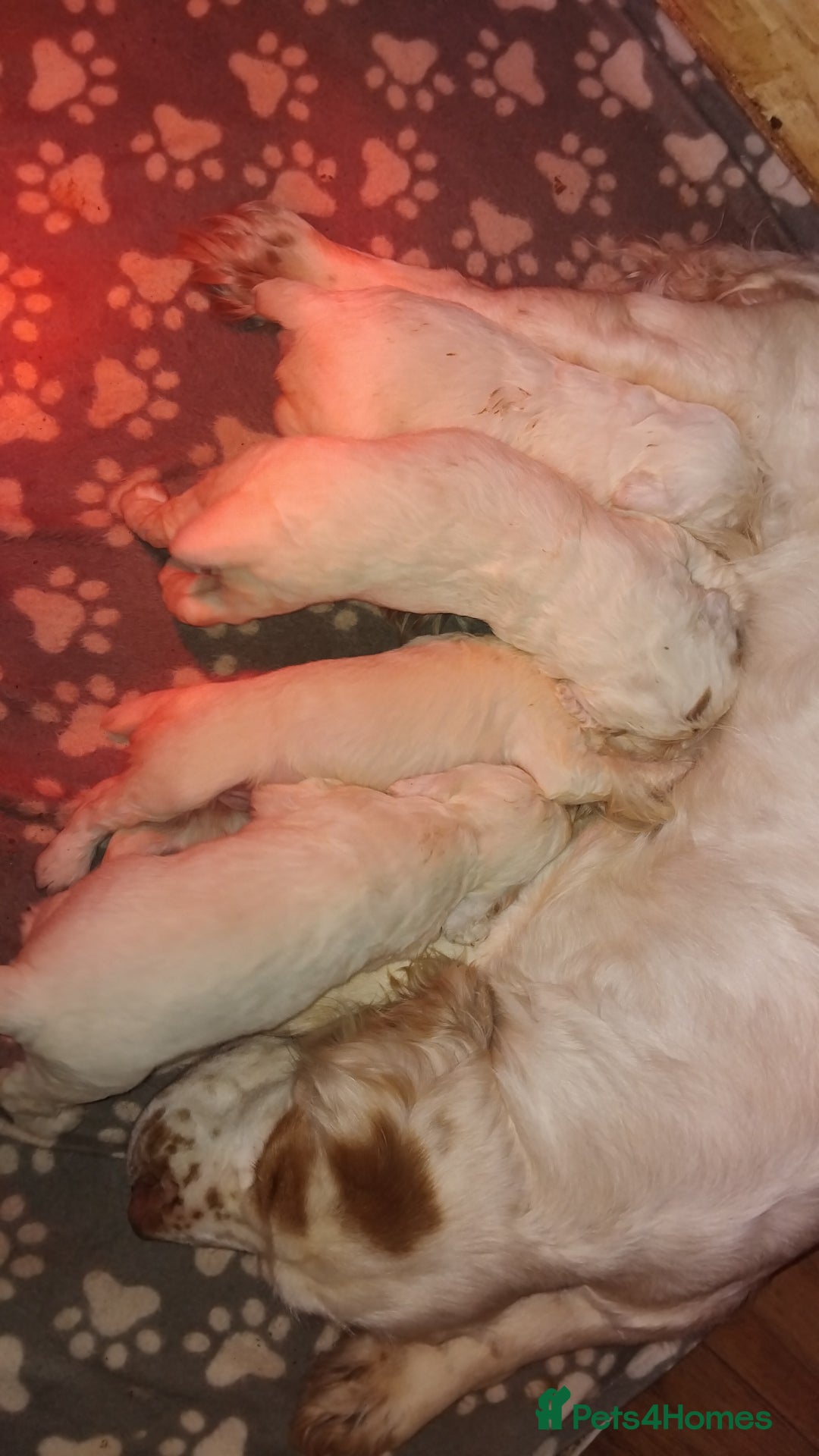 Clumber Spaniel dogs for sale: KcWorking Clumber Spaniel Puppy 1 GIRL LEFT!!! - Advert 5