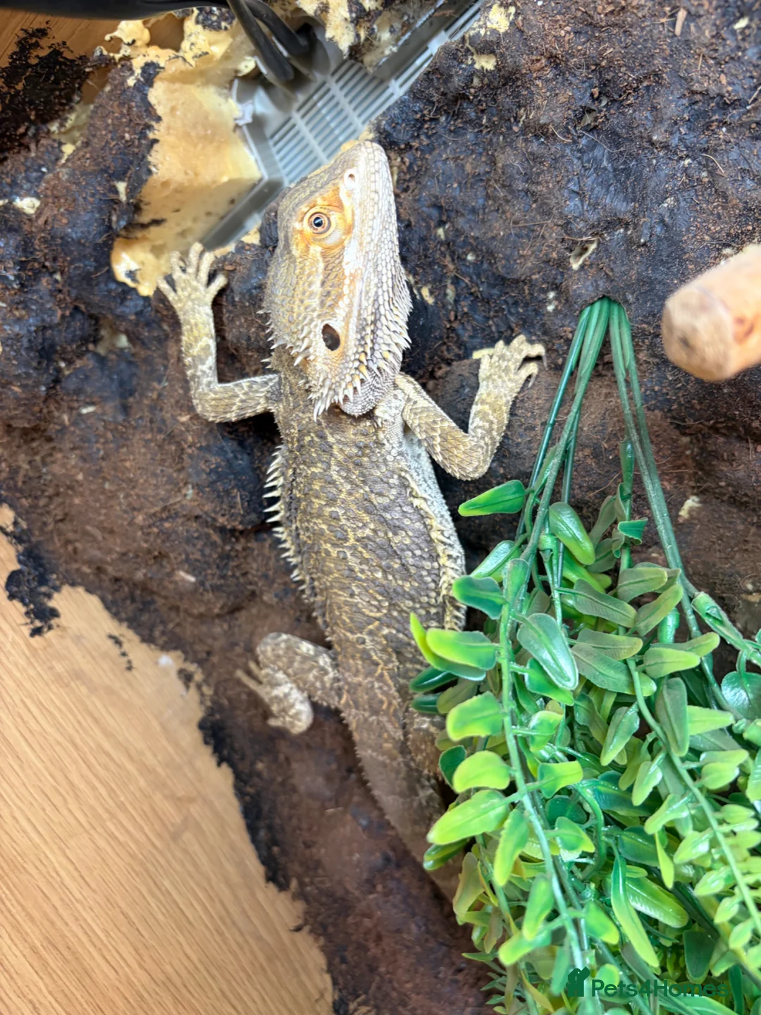 Bearded Dragon reptiles for sale: Bearded dragon - SET UP INCLUDED - Advert 1