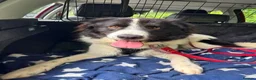 Mixed Breed dogs for adoption: Meet Sid, currently residing in Cheshire  - Advert 5