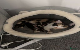 Mixed Breed cats for sale: 3 beautiful kittens available  - Image 9