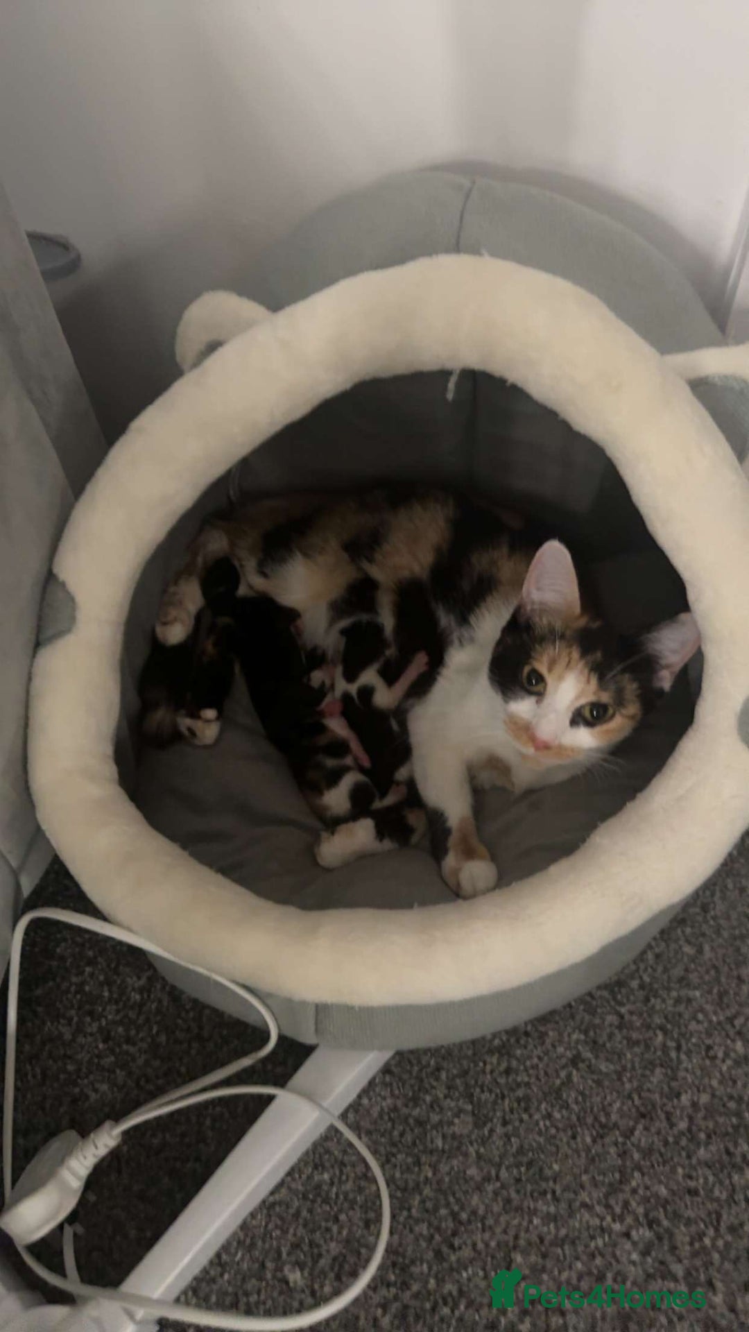Mixed Breed cats for sale: 3 beautiful kittens available  - Image 9