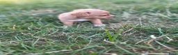 Mixed Breed dogs for sale: Beautiful pomjacks for sale - Advert 6