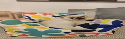 Pug dogs for sale: Mother & Son White Pug bundle of love! in Loughton - Advert 13