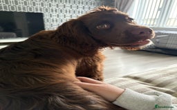 Cocker Spaniel dogs for sale: 6 month old male cocker spaniel  - Image 2
