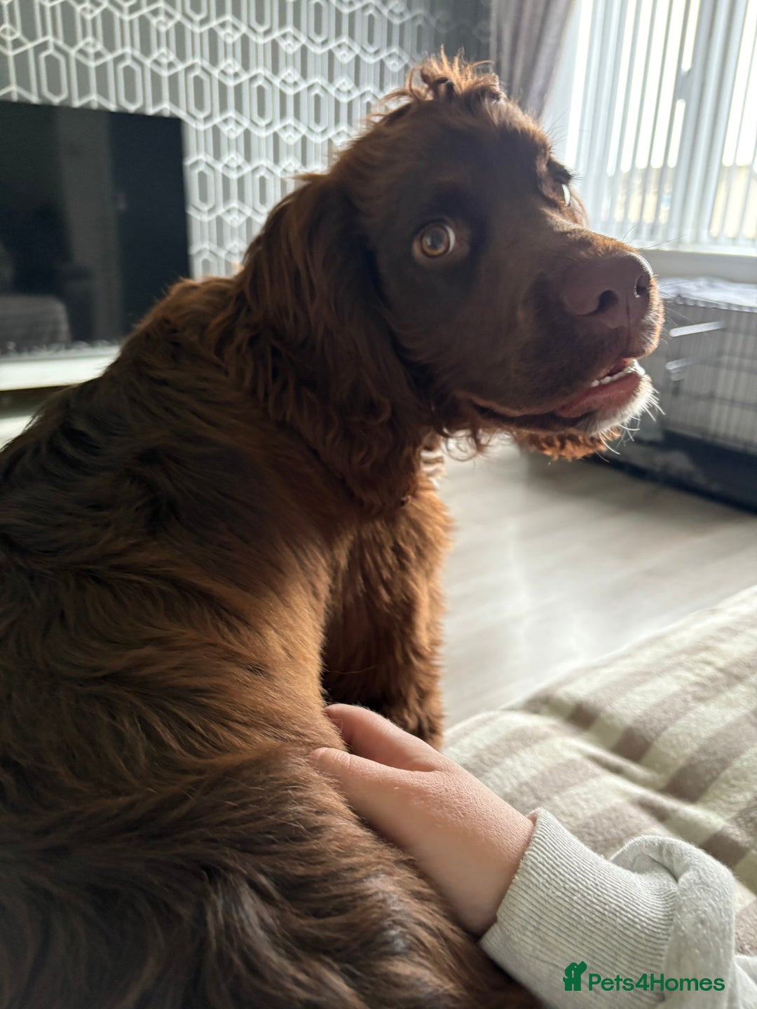 Cocker Spaniel dogs for sale: 6 month old male cocker spaniel  - Image 2