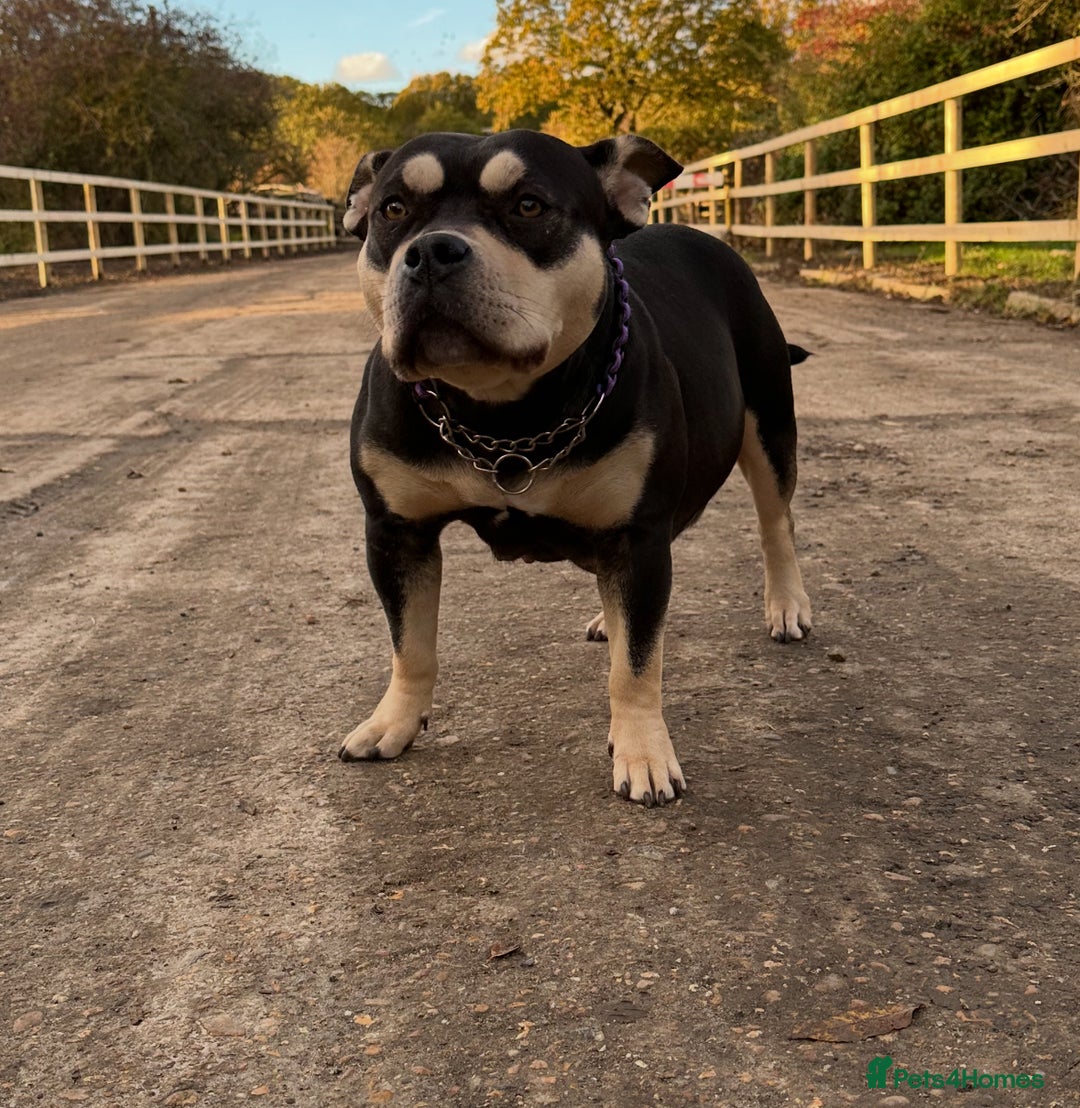 American Bully dogs for sale: Pocket bully - Advert 1