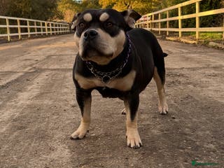 American Bully dogs Pocket bully - Advert 4
