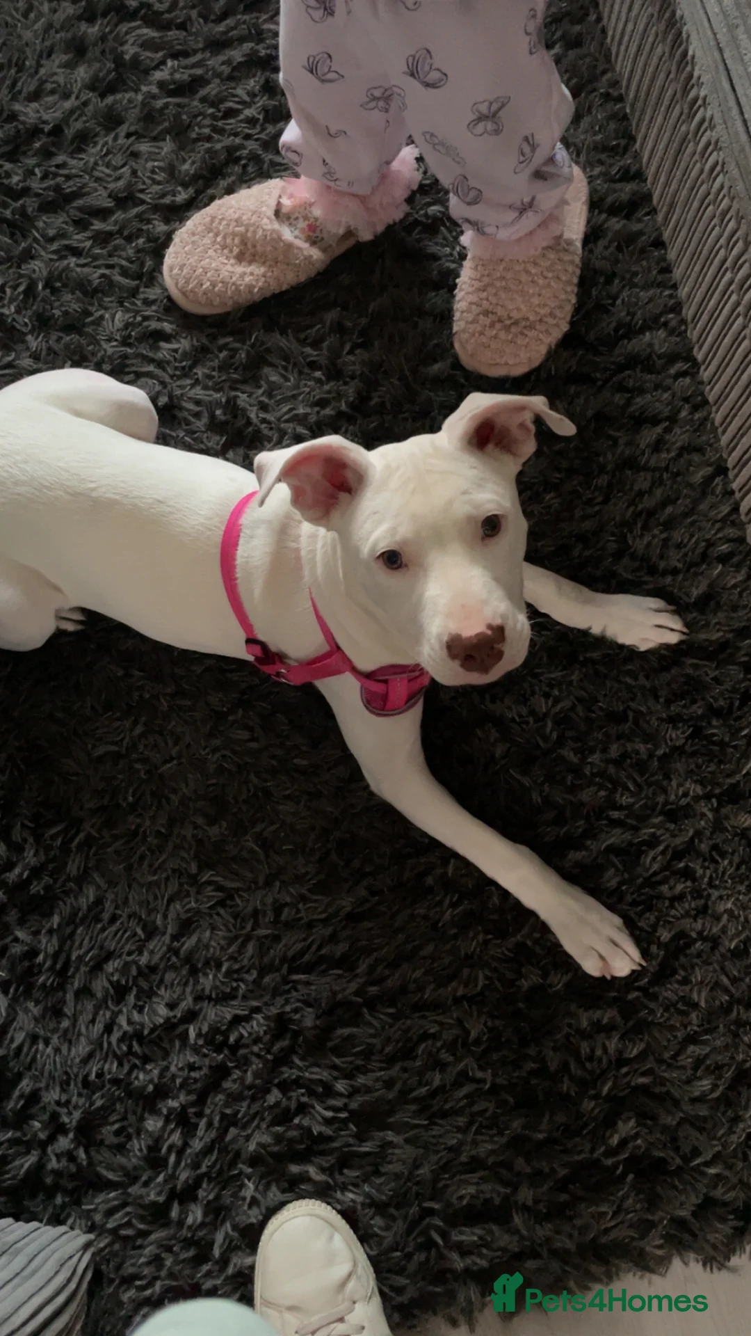 Mixed Breed dogs for sale: Female dog  in Grimsby - Advert 3