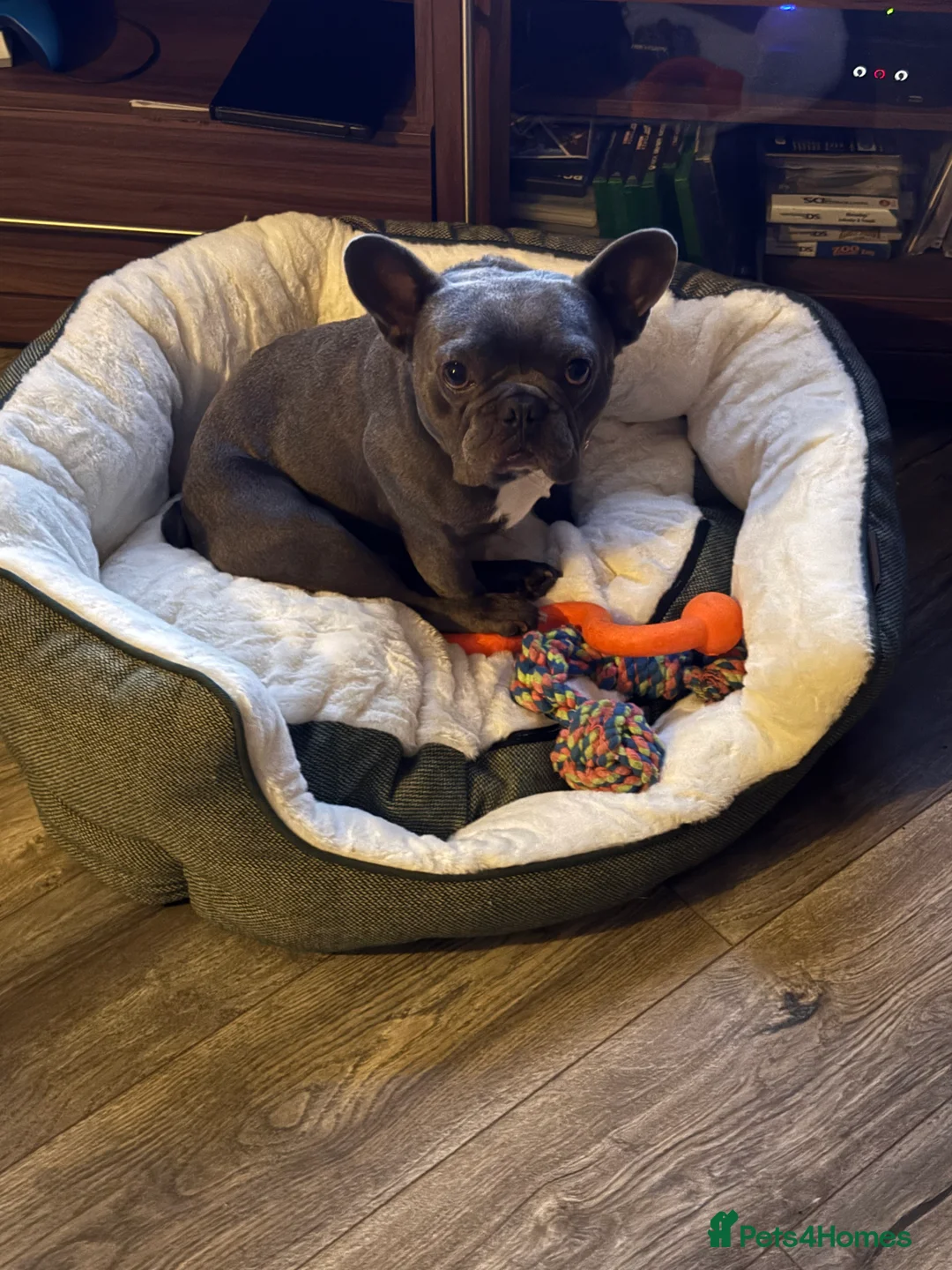 French Bulldog dogs for stud: Kc registered blue French bulldog for stud - Advert 3