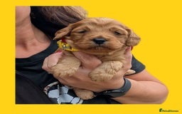 Cockapoo dogs for sale: 3 x Beautiful Red Cockerpoo Pups For Sale - Image 8