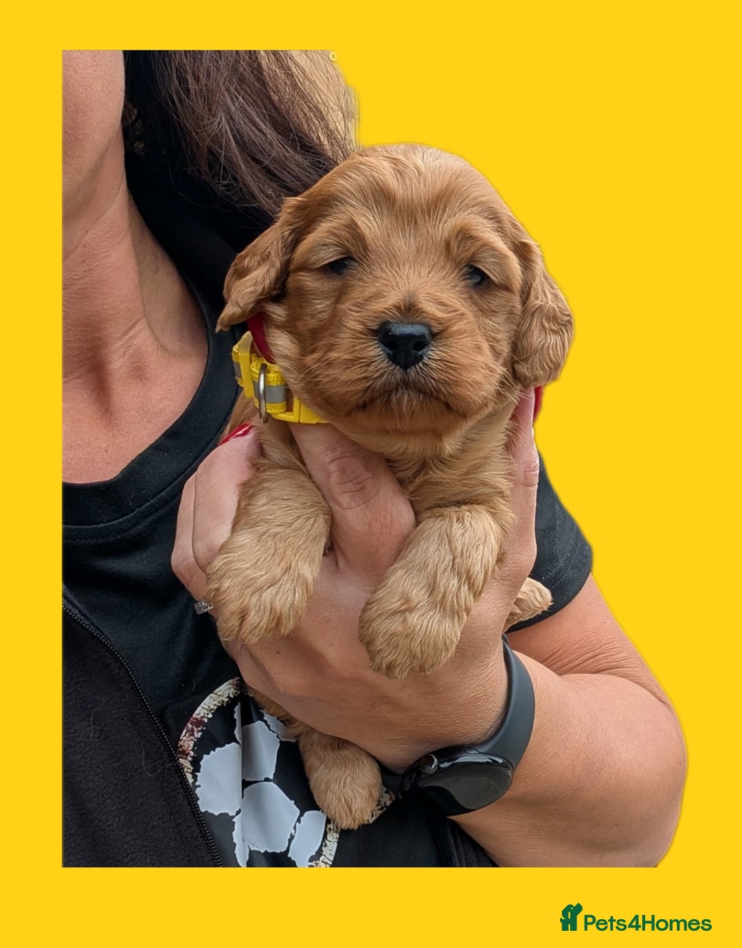 Cockapoo dogs for sale: 3 x Beautiful Red Cockerpoo Pups For Sale - Image 8