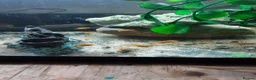 Cichlids fish for sale: Red zebra / orange malawi in South Shields - Advert 5