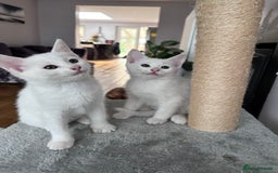 Turkish Angora cats for sale: Beautiful Turkish Angora Kittens - Image 5