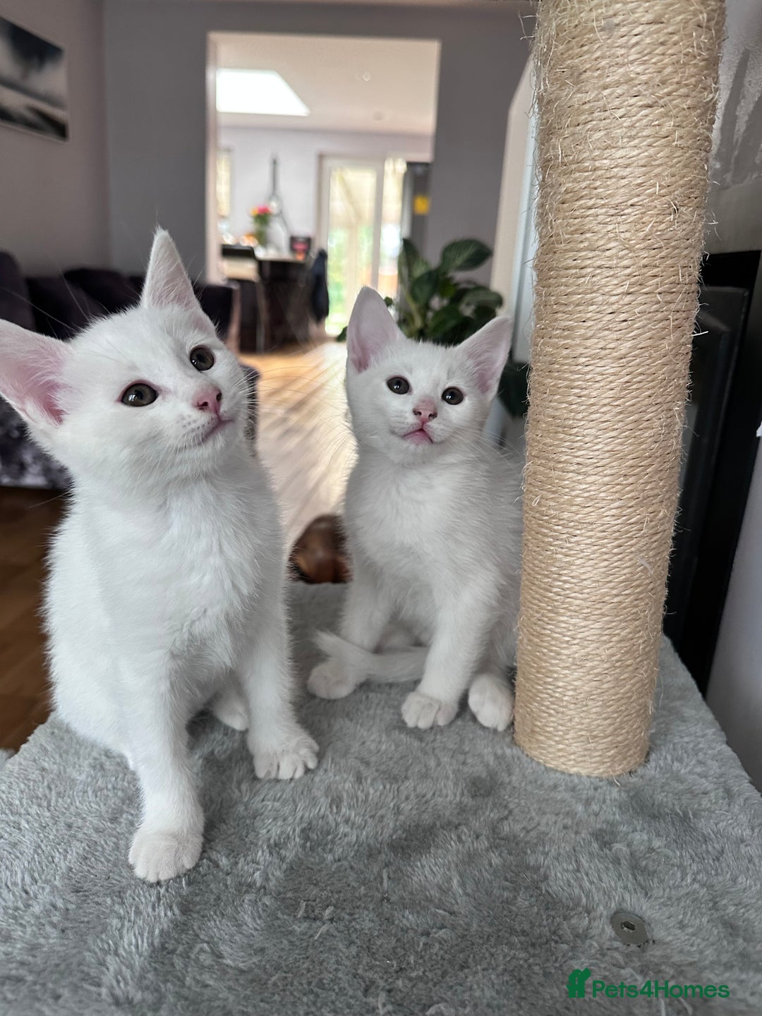 Turkish Angora cats for sale: Beautiful Turkish Angora Kittens - Image 5