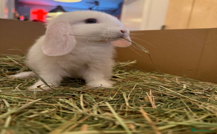 Mini Lop rabbits - Advert 10