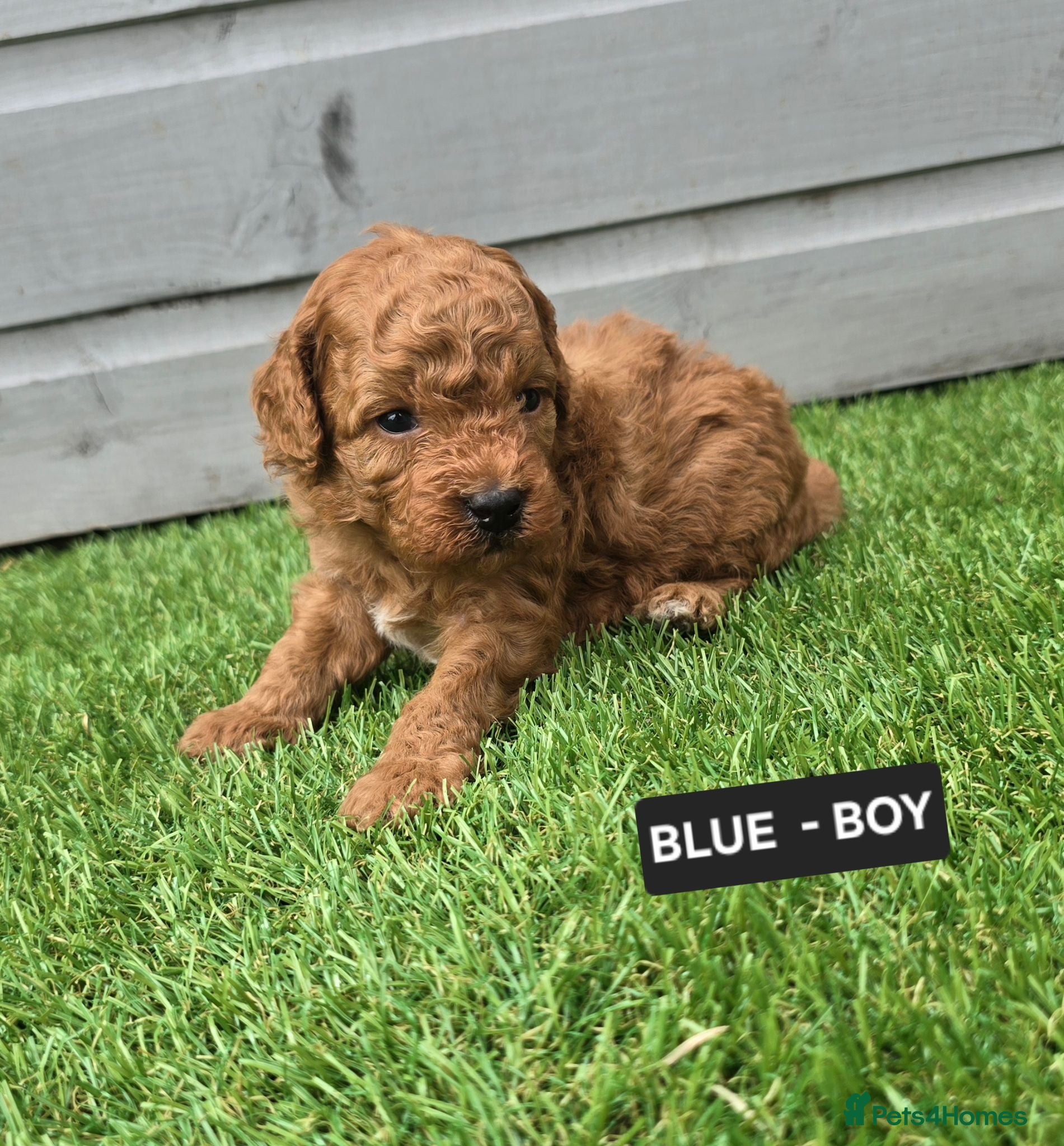 Toy Poodle dogs STUNNING RED KC TOY POODLE 🤩🐶 - Advert 1