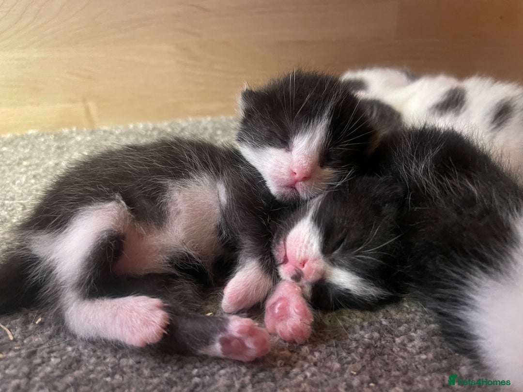 British Longhair cats for sale: Black & white kittens  - Image 1