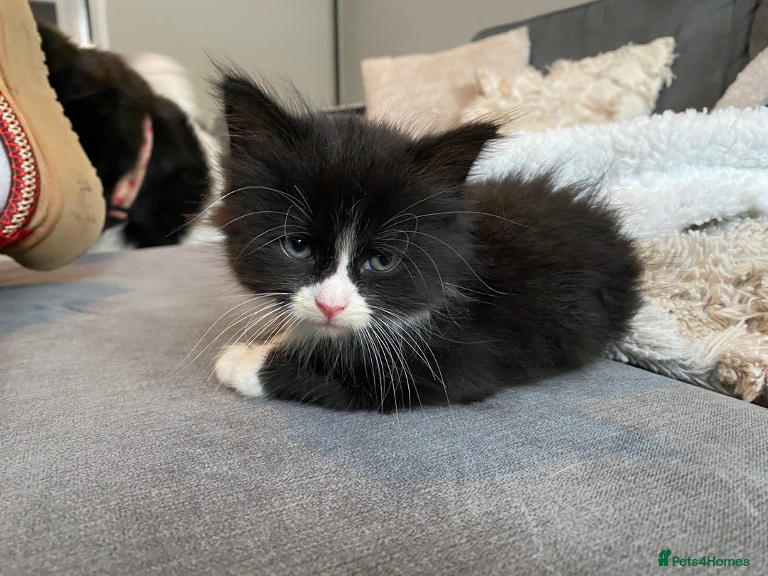 British Longhair cats for sale: 3 Gorgeous Longhaired Kittens - Image 17