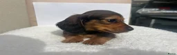 Miniature Dachshund dogs for sale: Mini long haired dachsund puppies  - Advert 5
