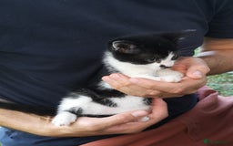 Mixed Breed cats for sale: Kittens - Image 12