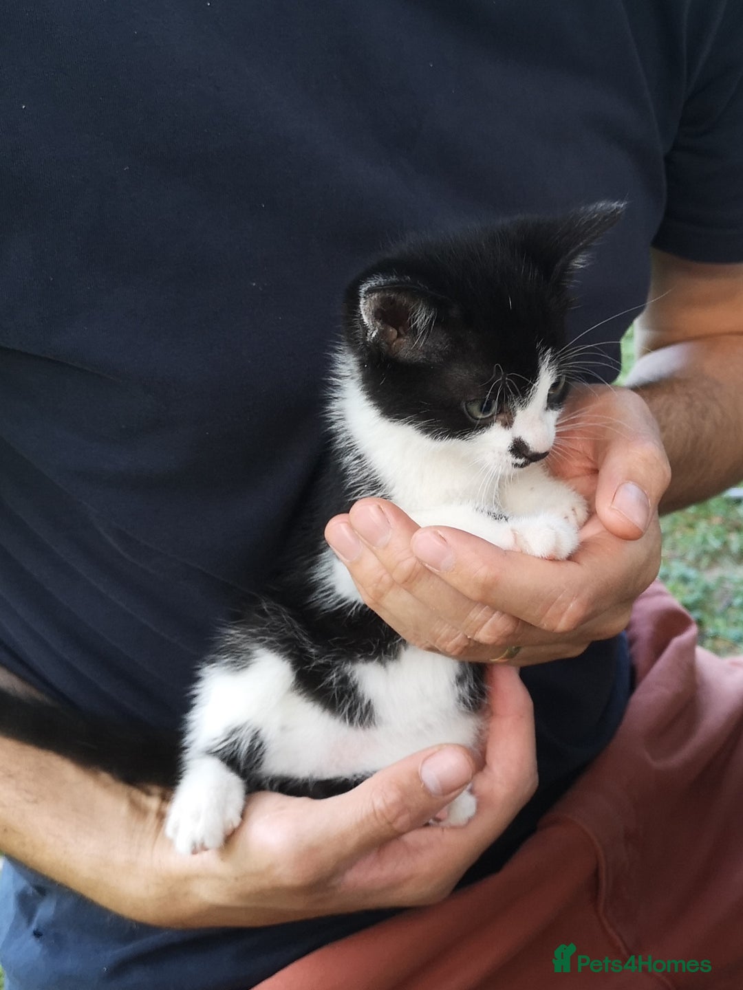 Mixed Breed cats for sale: Kittens - Image 12