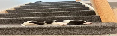 English Springer Spaniel 4