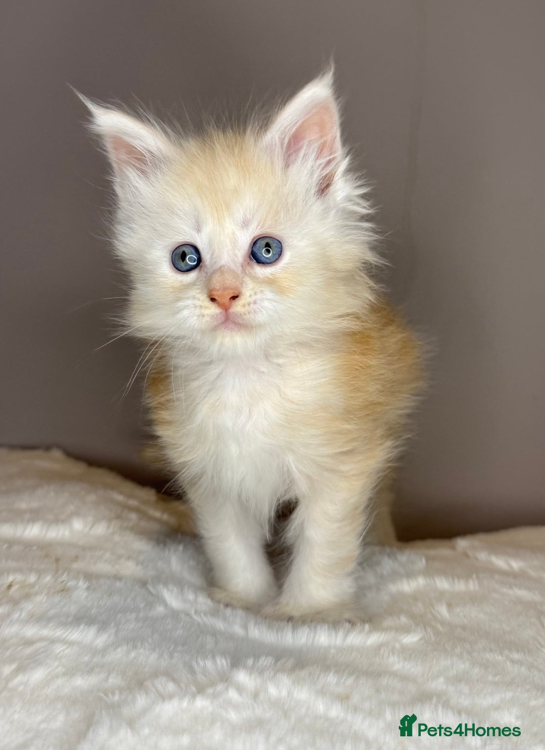 Maine Coon cats for sale: Polydactyl Red Silver Boy - Advert 6