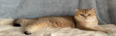 British Shorthair 1