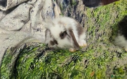 Mini Lop rabbits for sale: Beautiful Mini Lop Baby Rabbits - Image 5