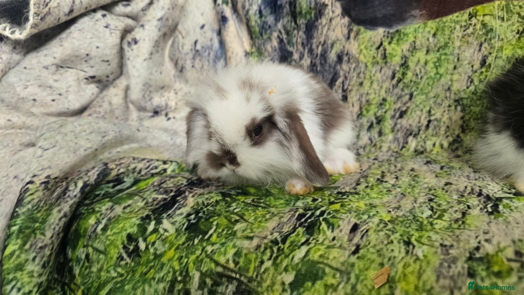 Mini Lop rabbits for sale: Beautiful Mini Lop Baby Rabbits - Image 5