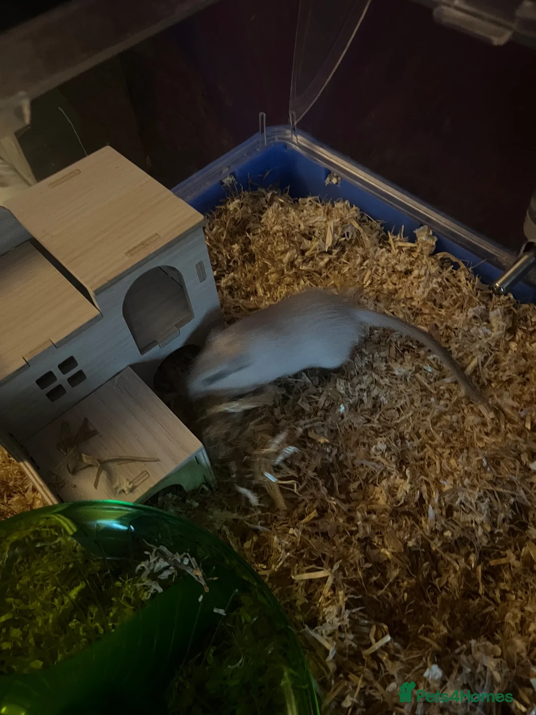 Gerbil rodents for sale: Two male gerbils  - Advert 6