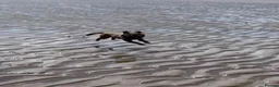 Border Terrier dogs for sale: KC registered 2y Border Terrier Bitch - Advert 3