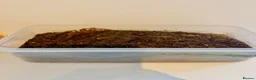 Spiders invertebrates for sale: Burgundy Goliath Birdeater Spider - Advert 3