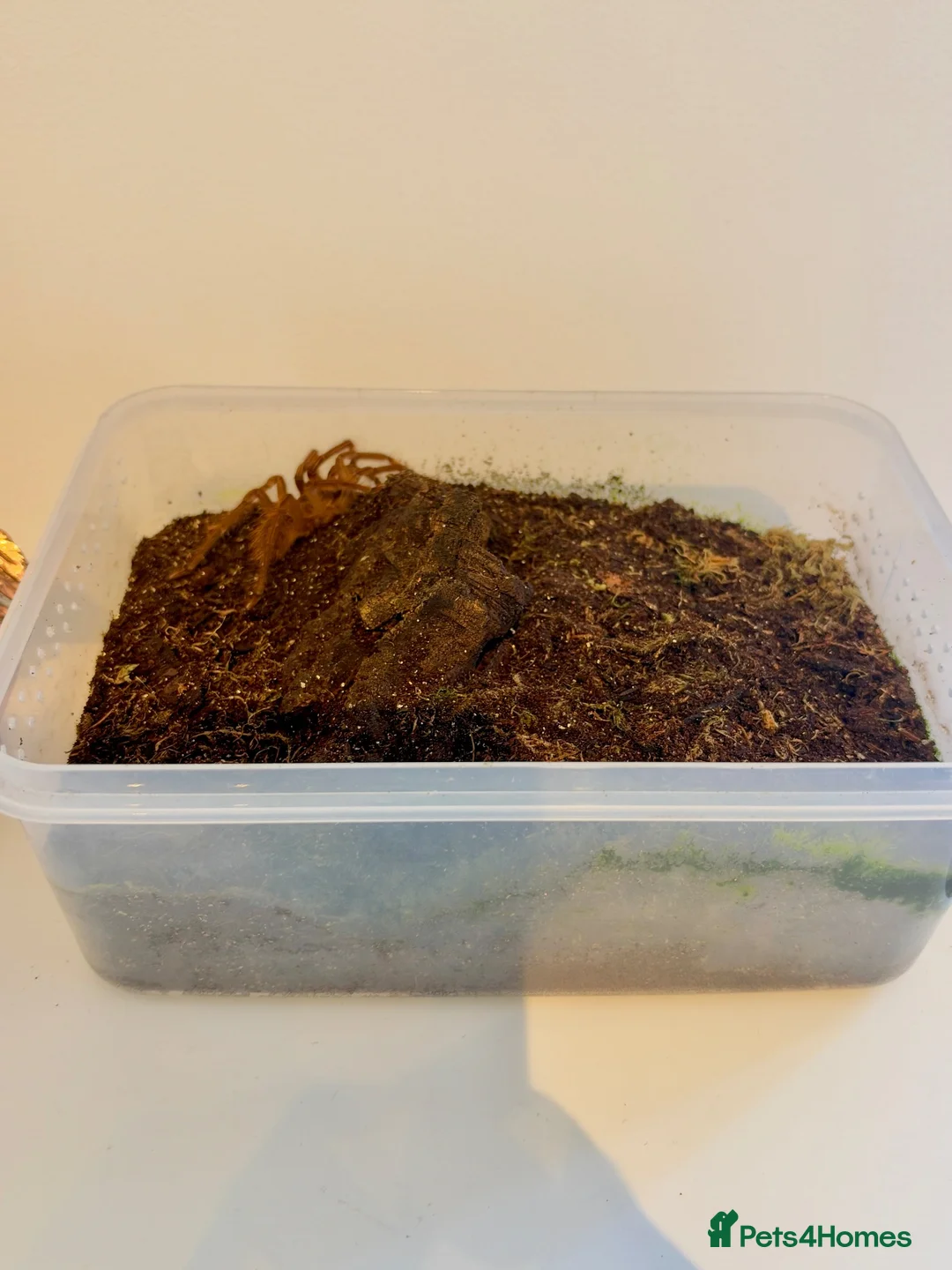 Spiders invertebrates for sale: Burgundy Goliath Birdeater Spider - Advert 3