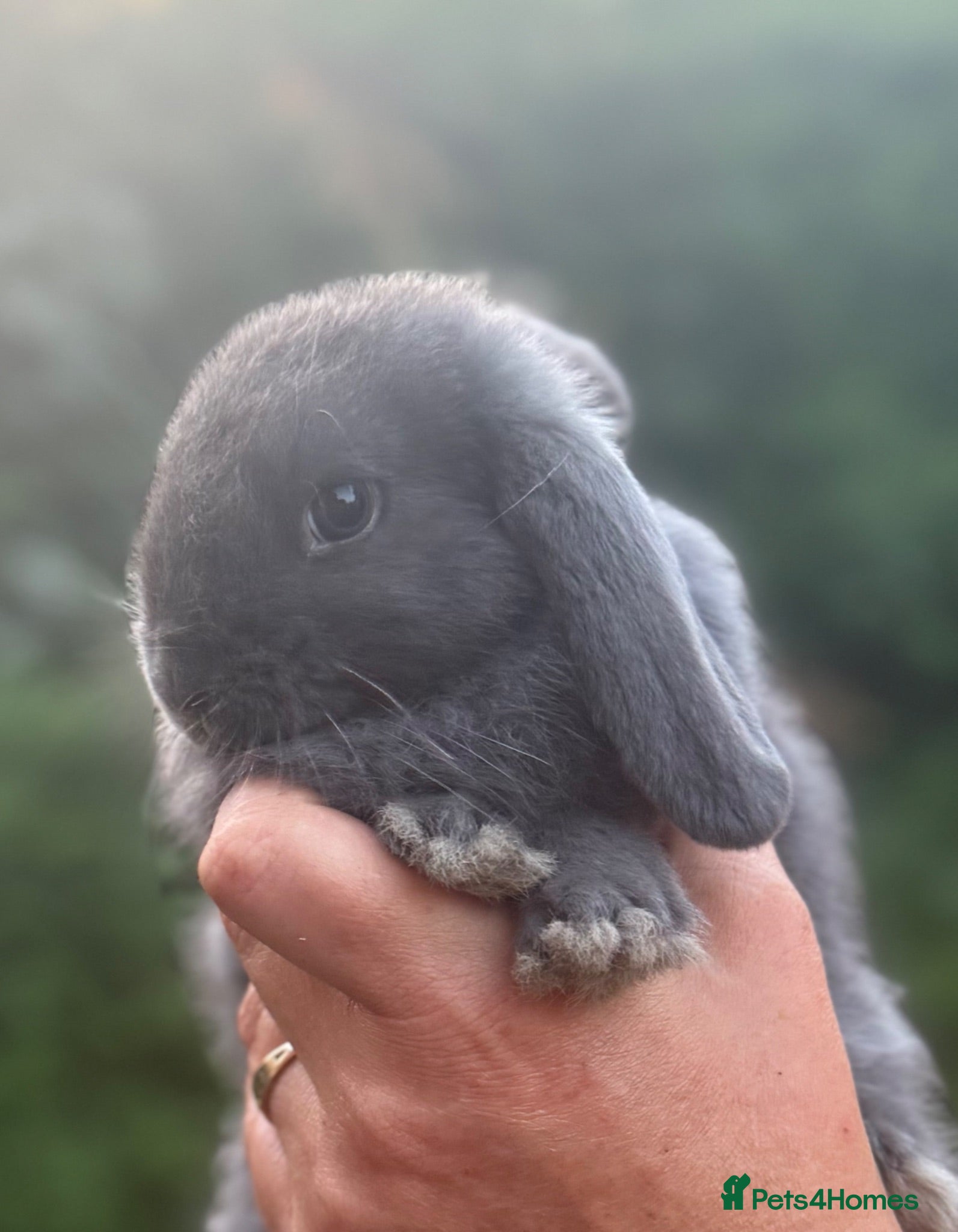 Mini Lop rabbits Mini Lop Baby Rabbits - pure bred  - Advert 1