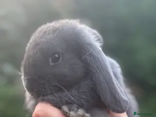 Mini Lop rabbits Mini Lop Baby Rabbits - pure bred - Advert 1
