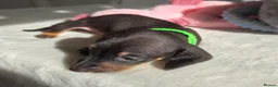 Miniature Dachshund dogs for sale: 🖤 Stunning Miniature Dachshunds 🖤 - Advert 6