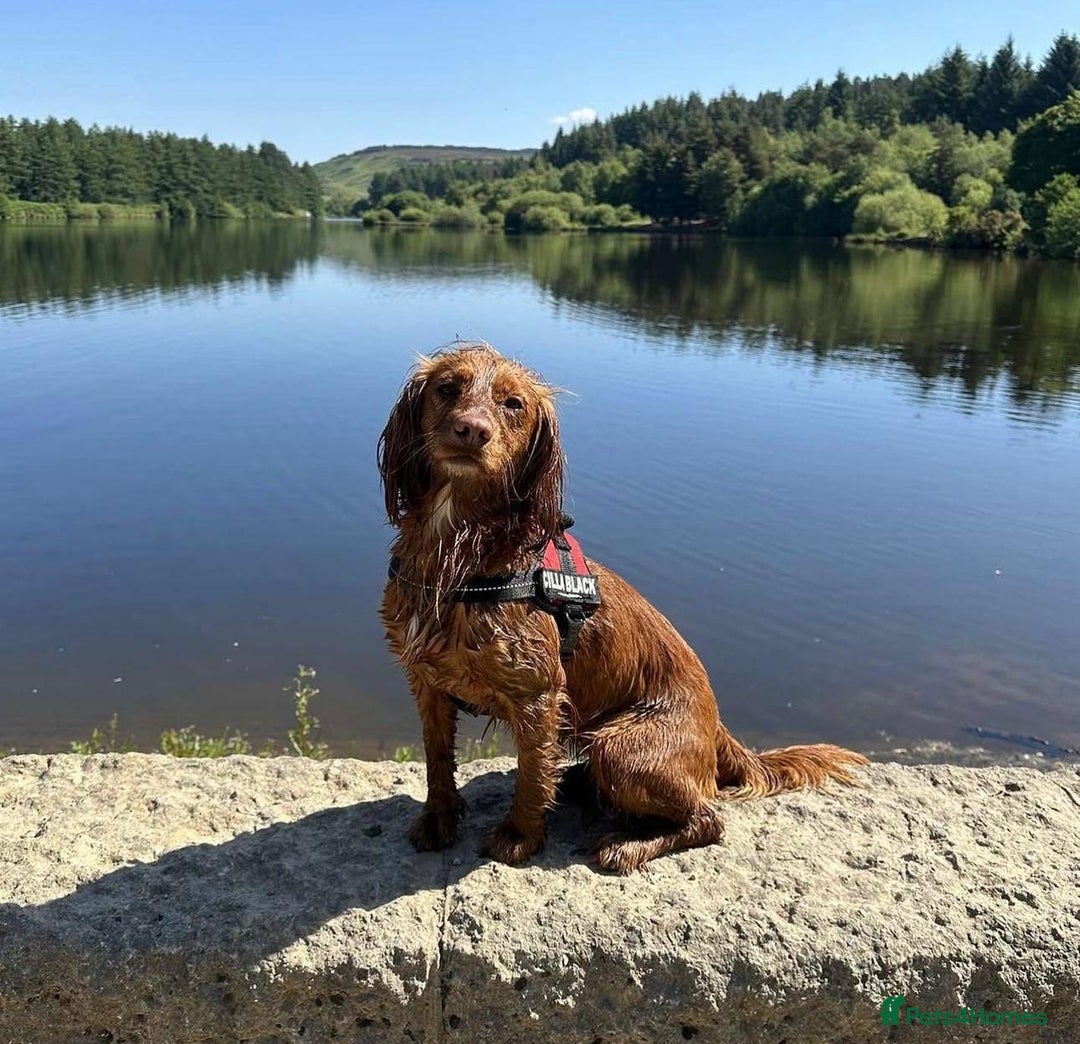 Cocker Spaniel dogs for sale: WORKING COCKER PUPS  - Advert 1
