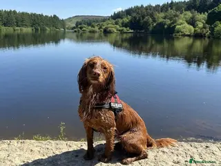 Cocker Spaniel dogs **ONE PUP LEFT** WORKING COCKER SPANIEL PUPS - Advert 18