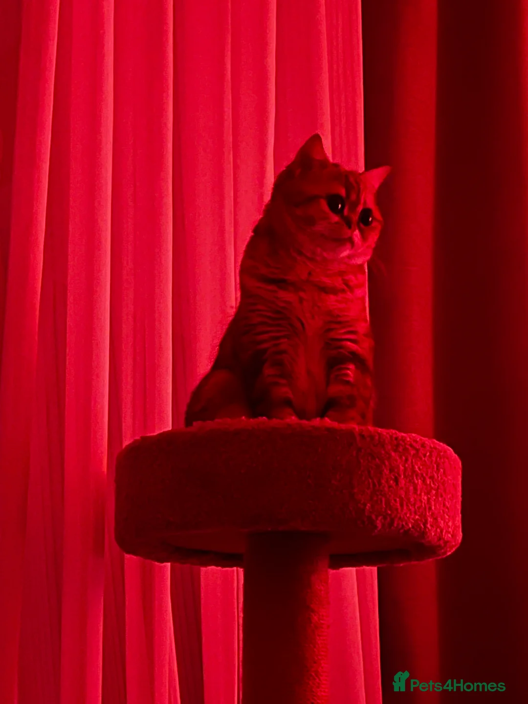 Scottish Fold cats for sale: Scottish fold x russian blue - Advert 4