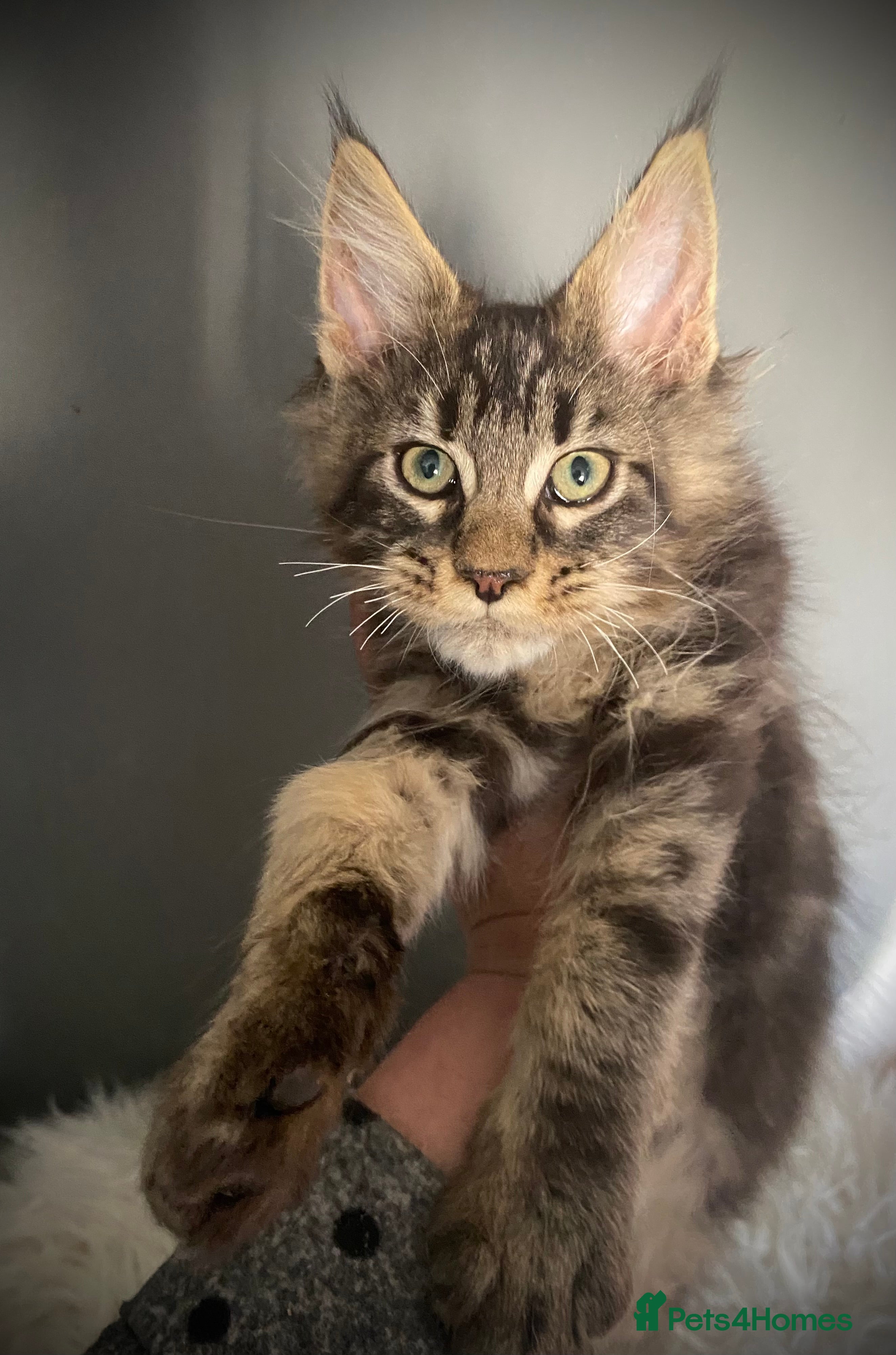 Maine Coon cats Full Maine Coon kittens  - Advert 3