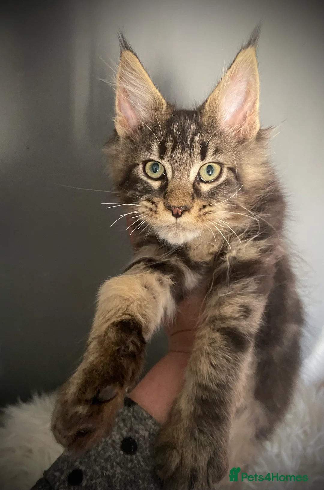 Maine Coon cats for sale: Full Maine Coon kittens  - Advert 1