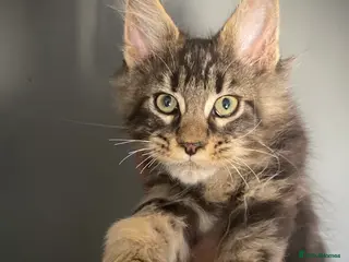 Maine Coon cats Full Maine Coon kittens - Advert 1